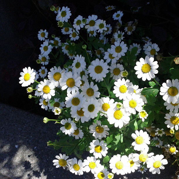 Lil daisies