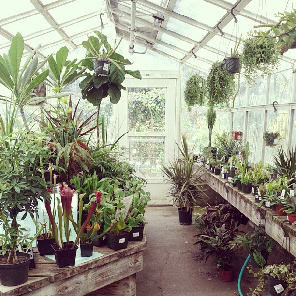 in the greenhouse