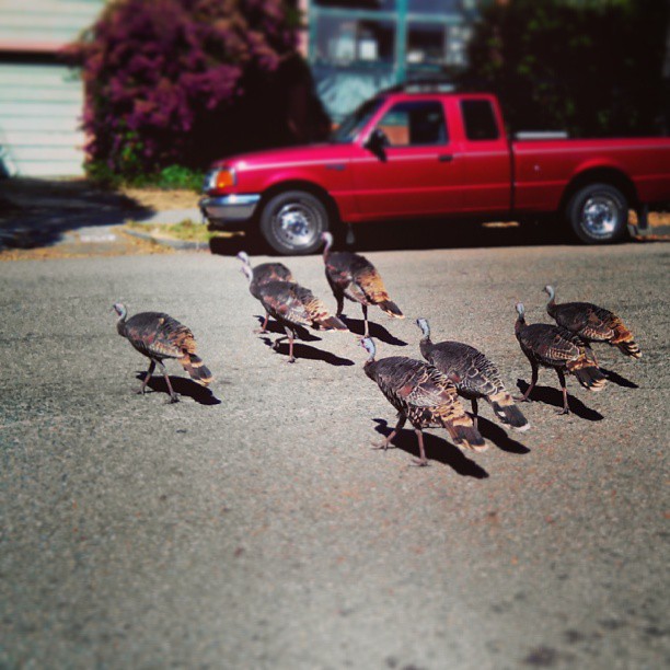 why did the turkeys cross the road?