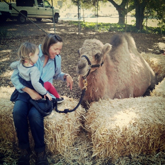 Hanging out with a camel.