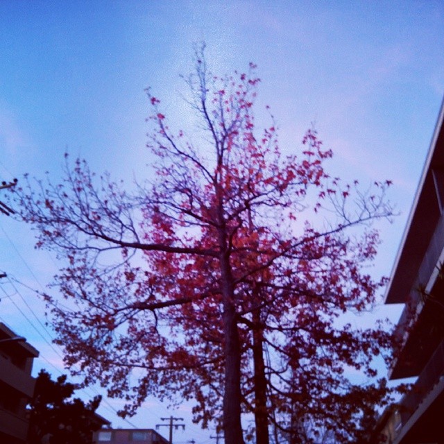 Red tree in the blue hour