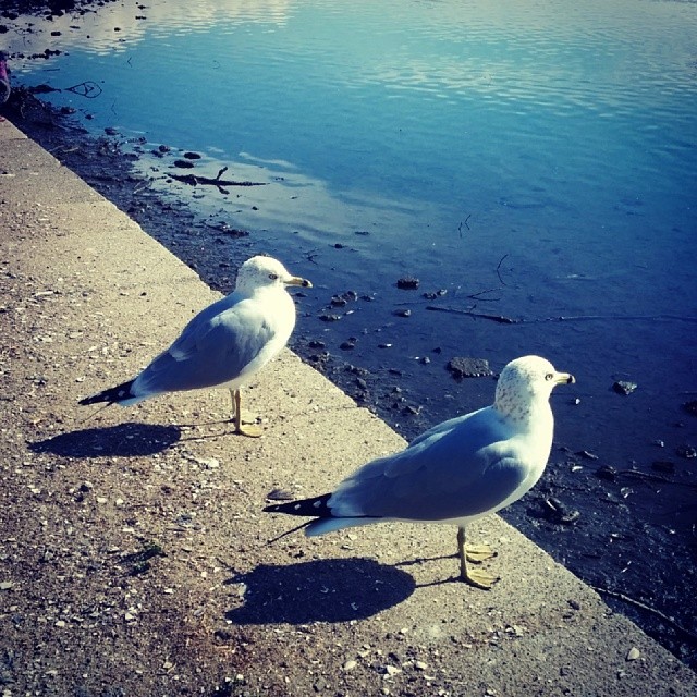 Seagulls, admiring the spots on their tail feathers