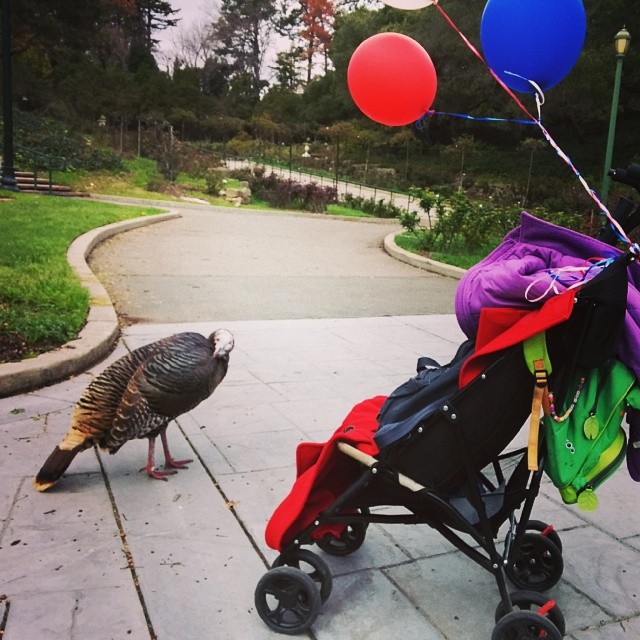 Our rose garden picnic included balloons & a turkey.