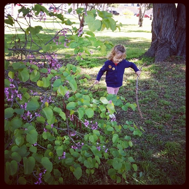 clover finding sticks