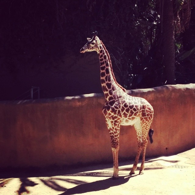 giraffe friend