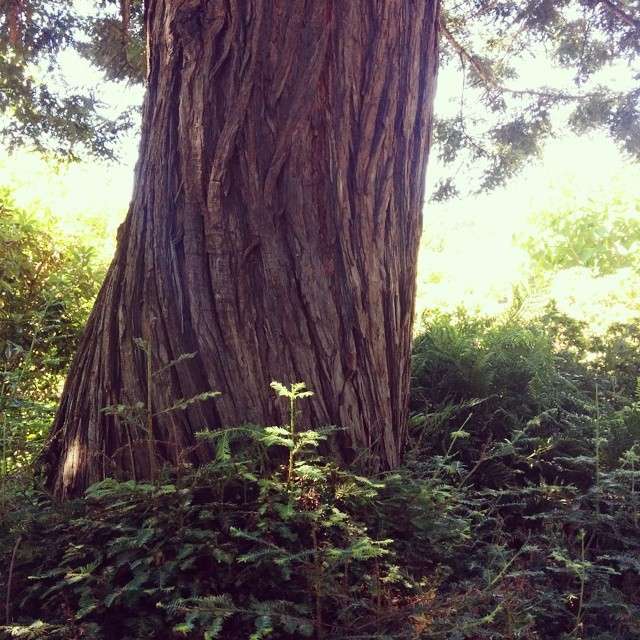 baby redwoods