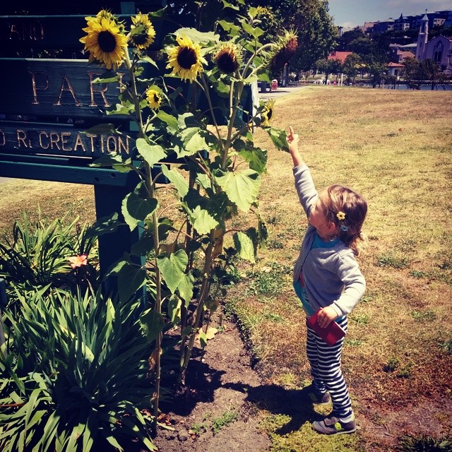 as tall as a sunflower