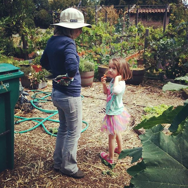Clover hanging out with master gardeners. Eating their tomatoes and carrots while I harvest our mint and parsley.