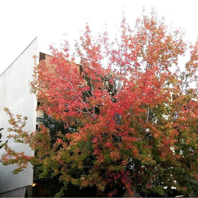 our fall foliage