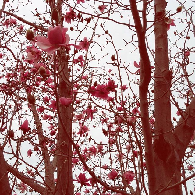magnolias at Mosswood park