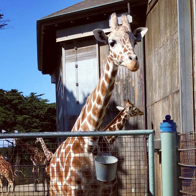 Giraffes at the SF Zoo
