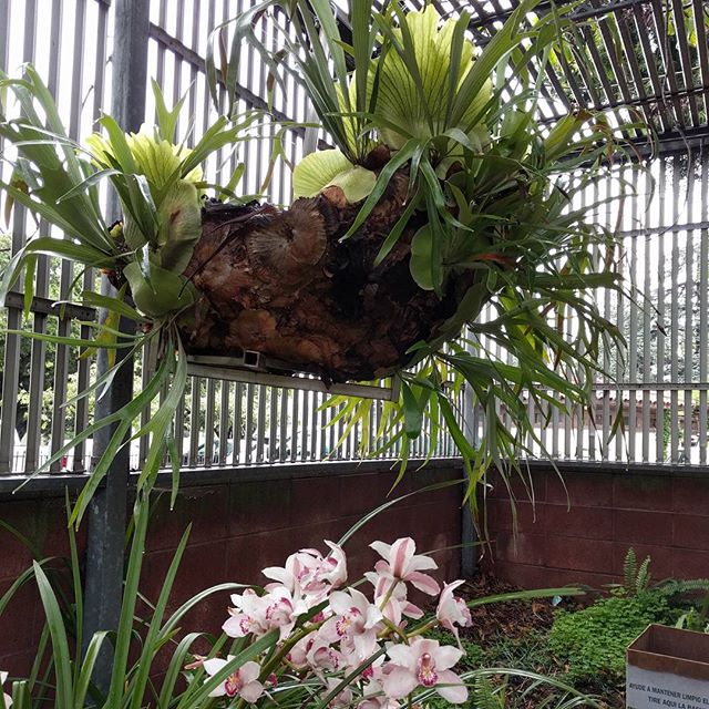 staghorn fern and orchids at gardens