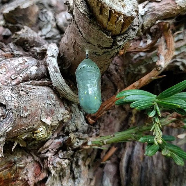 Monarch in chrysalis stage, in cocoon at the gardens, hanging from a redwood tree.