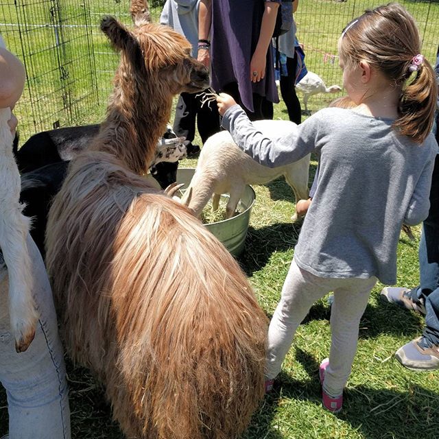 Alpaca chan and Emma Clover are bff's now. She waited in line four times and now they just let her stay in.
