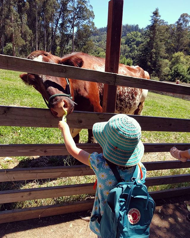 Fed cows, goats and a giant pig some celery and lettuce at Little Farm today.