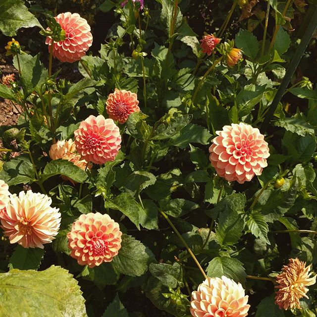 Dahlias at the garden