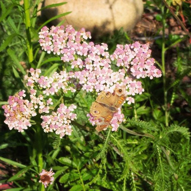 moth in flowers at the gardens