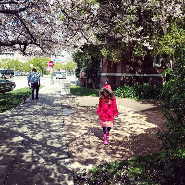 happy spring! It's raining petals