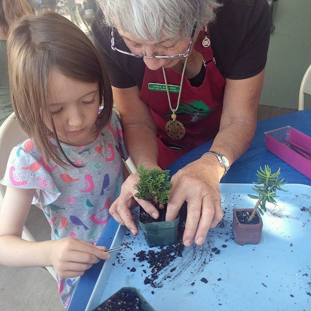 Bonsai potting at the Garden Center