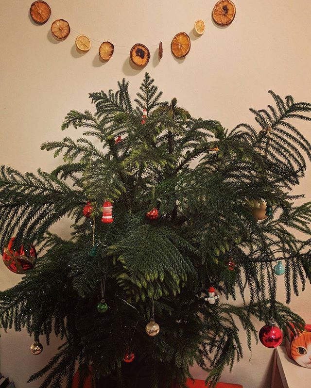 Our first tree. A potted Norfolk pine. ️