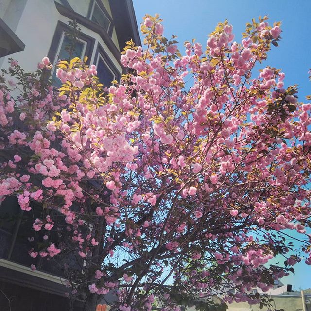 pink fluffy tree