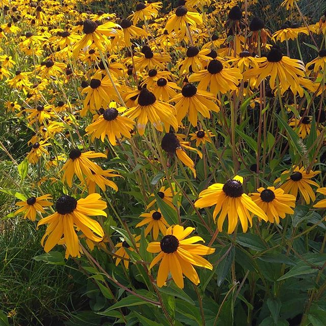 black eyed susans